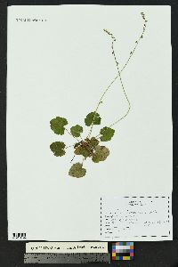 Heuchera parvifolia image