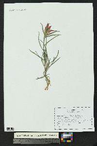 Castilleja integra image