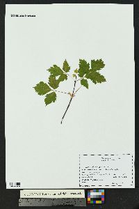 Acer glabrum image