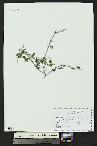 Symphoricarpos oreophilus var. utahensis image