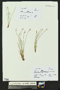 Juncus hallii image