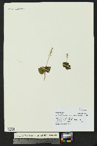 Listera cordata image