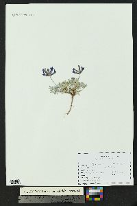 Astragalus missouriensis image