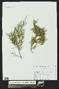 Juniperus scopulorum image