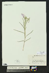 Phlox nana image