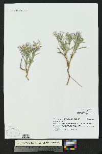 Phlox longifolia image