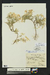 Phlox woodhousei image