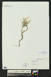 Phlox woodhousei image