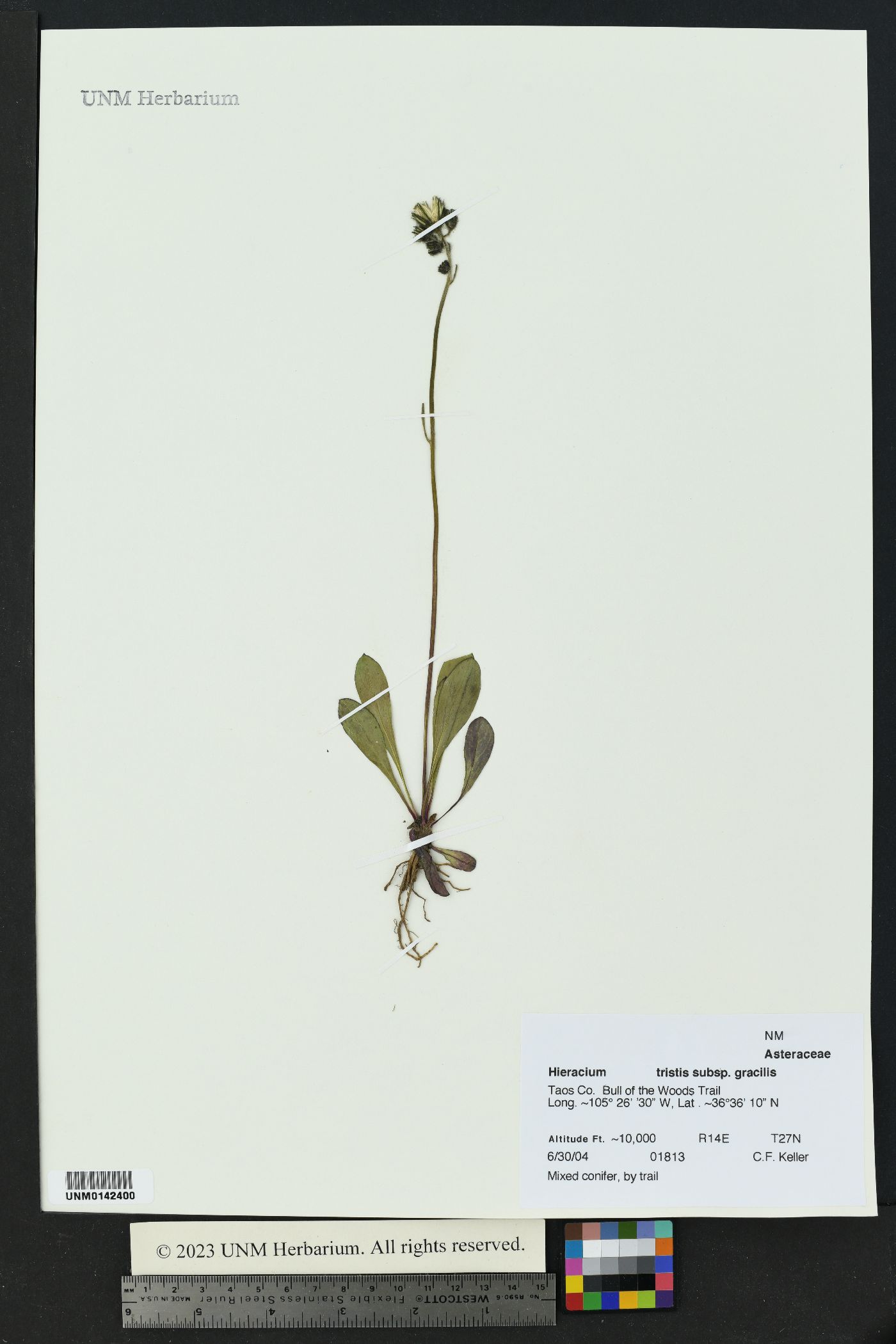 Hieracium triste subsp. gracile image