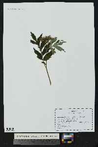 Hydrophyllum fendleri image