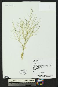 Cycloloma atriplicifolium image