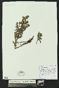 Cynoglossum officinale image