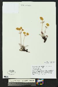 Eriogonum arcuatum image