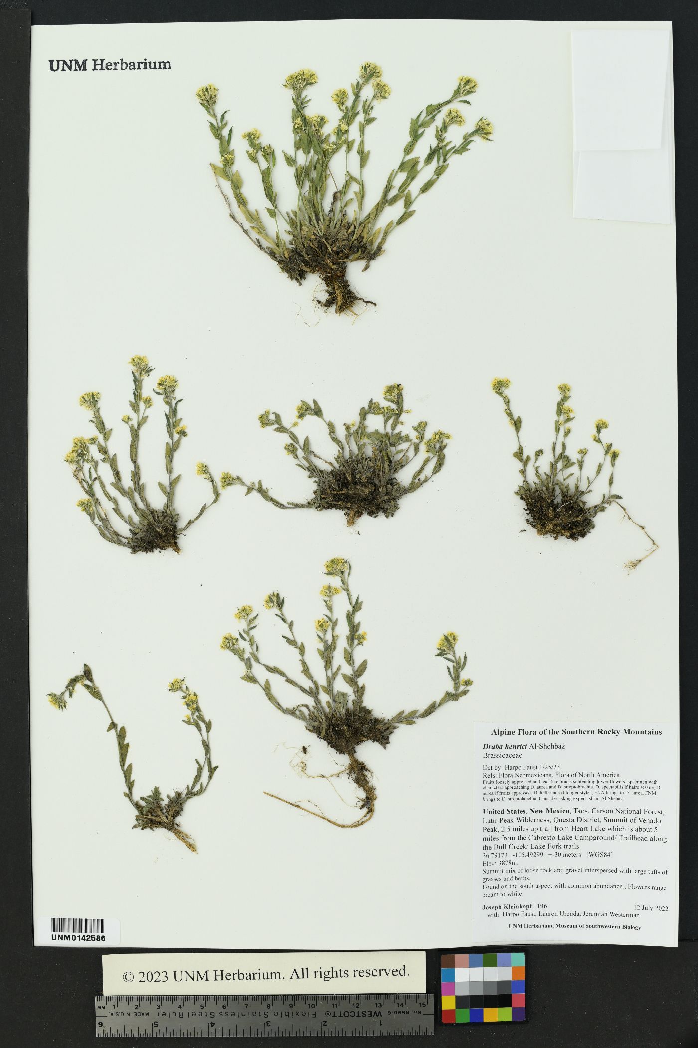 Draba henrici image