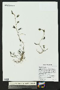 Ranunculus aquatilis image