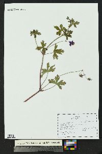 Geranium caespitosum image