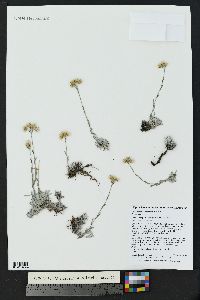 Antennaria umbrinella image