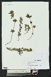 Dyschoriste microphylla image