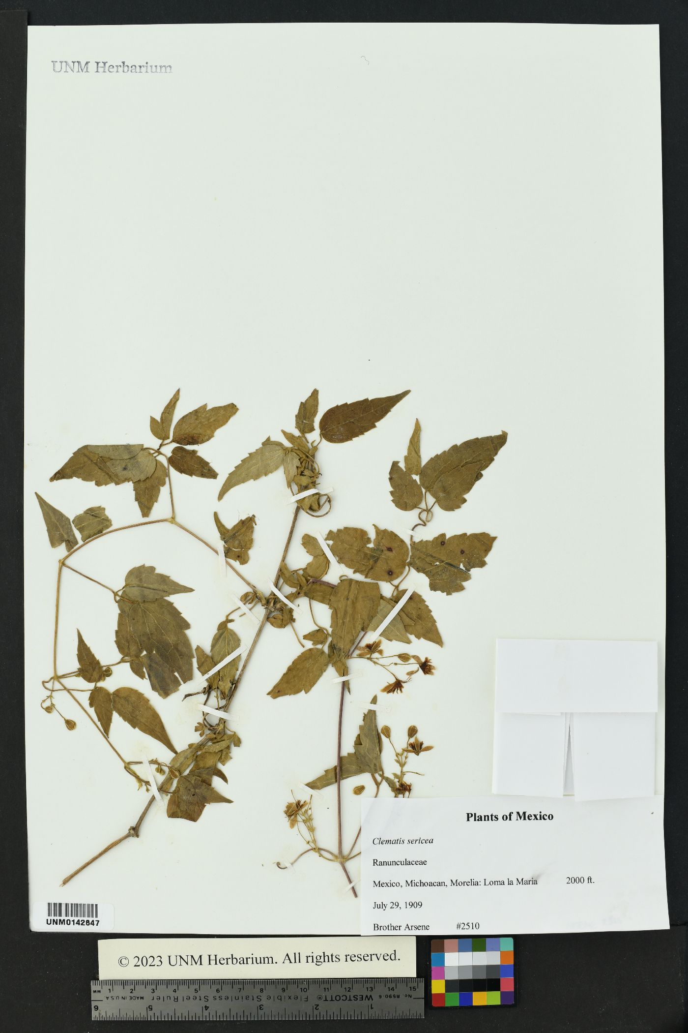 Clematis thalictroides image