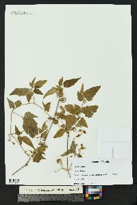 Clematis thalictroides image