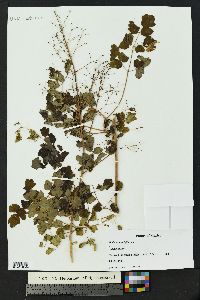 Thalictrum strigillosum image