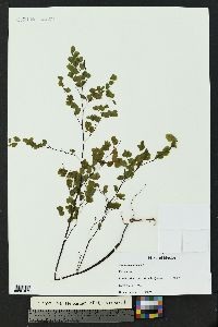 Adiantum raddianum image