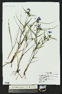 Tradescantia occidentalis image