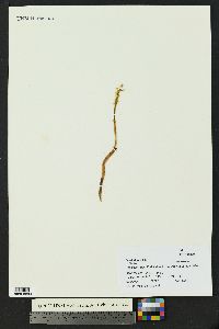 Corallorhiza trifida image