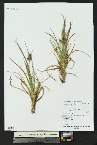 Luzula spicata image