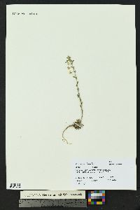 Draba aurea image