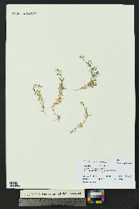 Cerastium arvense subsp. strictum image