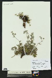 Potentilla concinna image