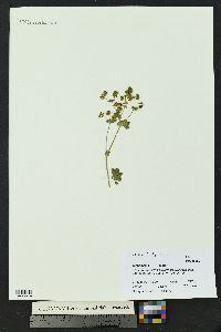 Alchemilla minor image