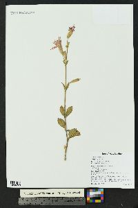 Silene latifolia image