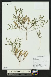 Calliandra humilis image