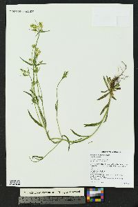 Halenia rothrockii image