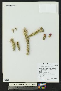Cylindropuntia × viridiflora image