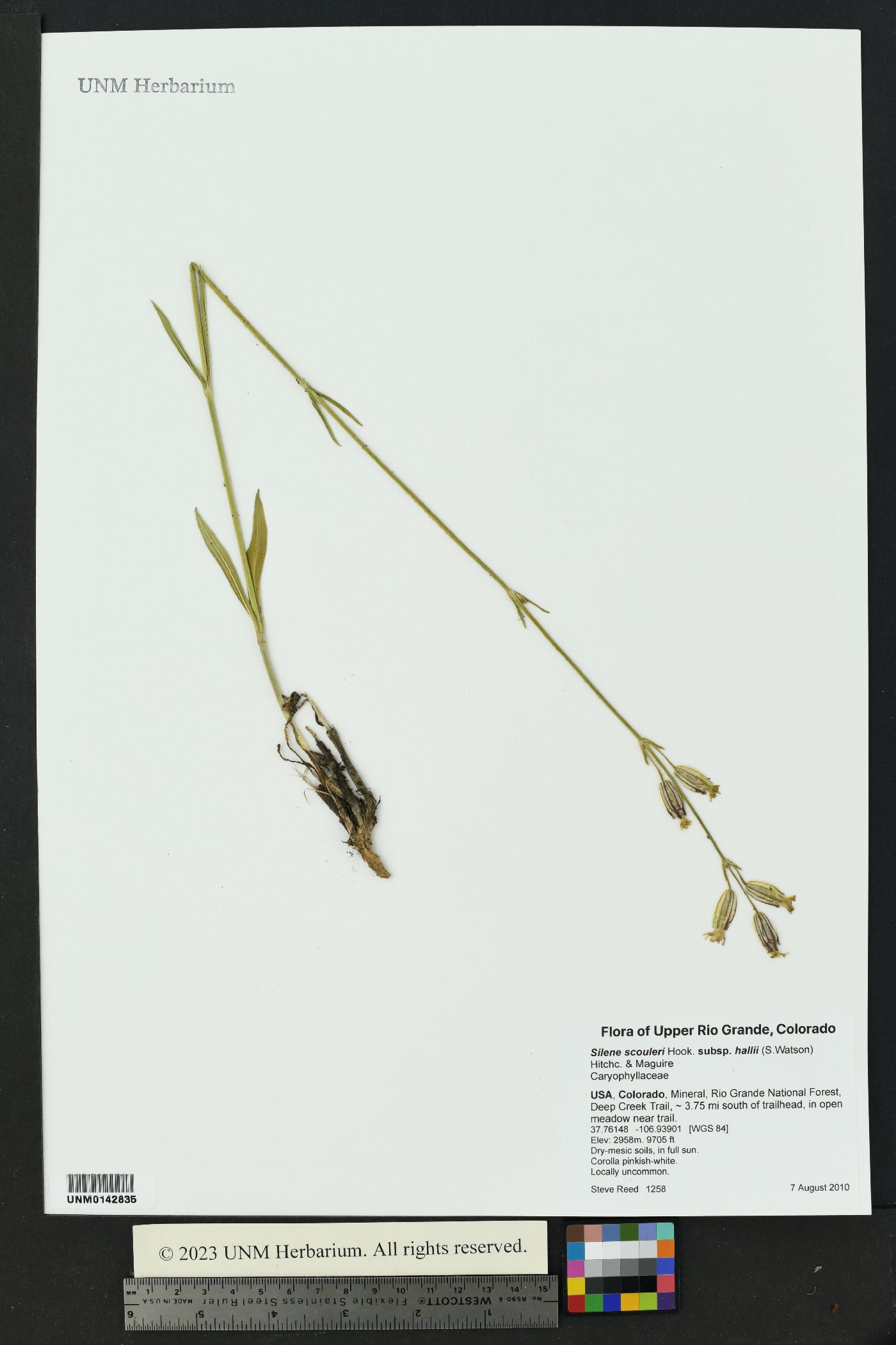 Silene scouleri subsp. hallii image