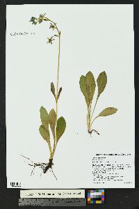 Swertia perennis image