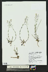 Noccaea fendleri subsp. glauca image