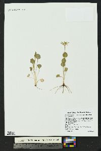 Ranunculus inamoenus image