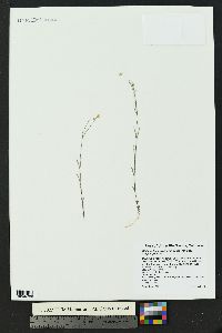 Stellaria longipes image