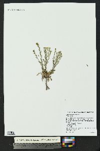 Lepidium montanum image