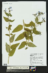 Mertensia ciliata image