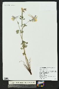 Aquilegia coerulea image