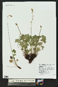 Heuchera parvifolia image