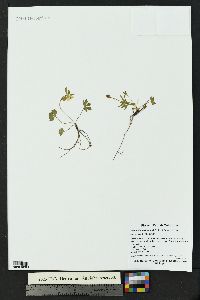 Ranunculus eschscholtzii image