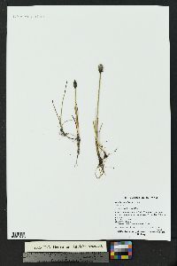 Eriophorum scheuchzeri image