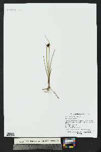 Juncus castaneus image