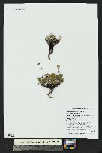 Potentilla villosula image